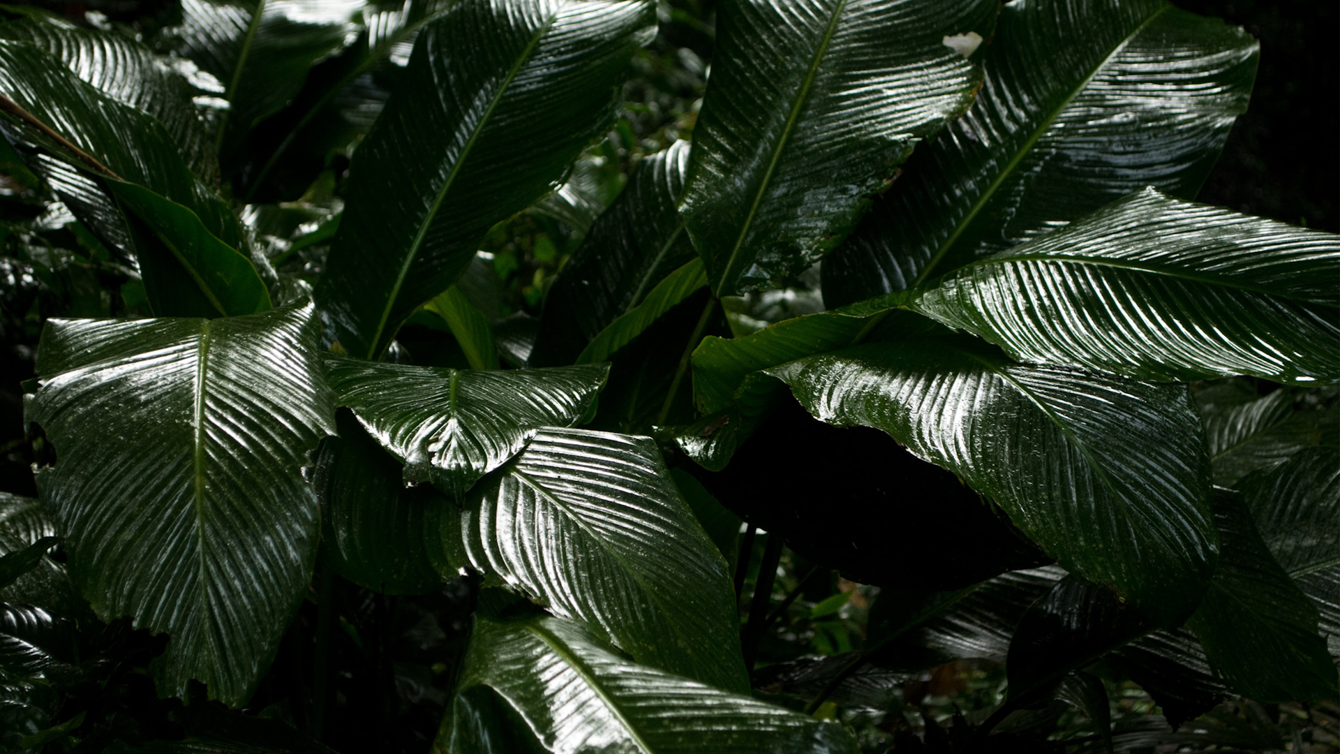 Brasil setelah Bolsonaro: Bisakah hutan hujan diselamatkan?